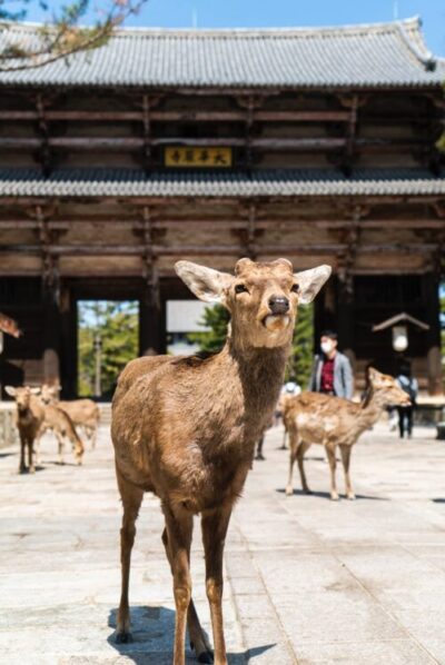 東大寺の前にいる鹿