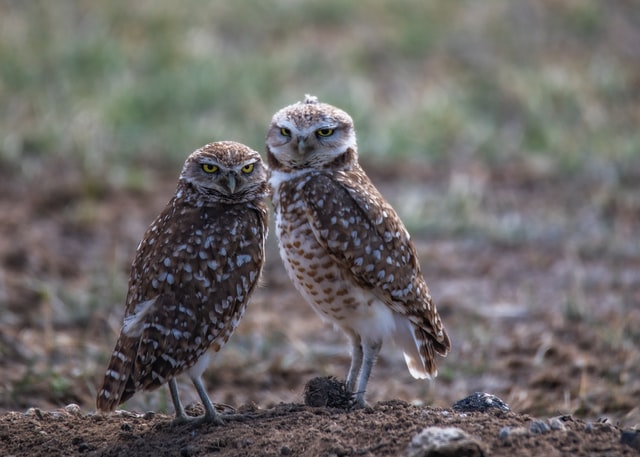 フクロウの群れ