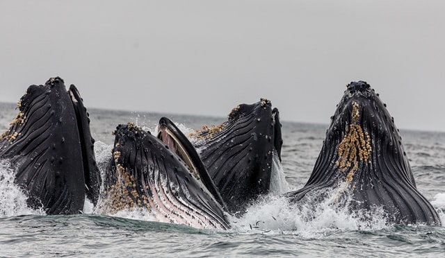 クジラの群れ